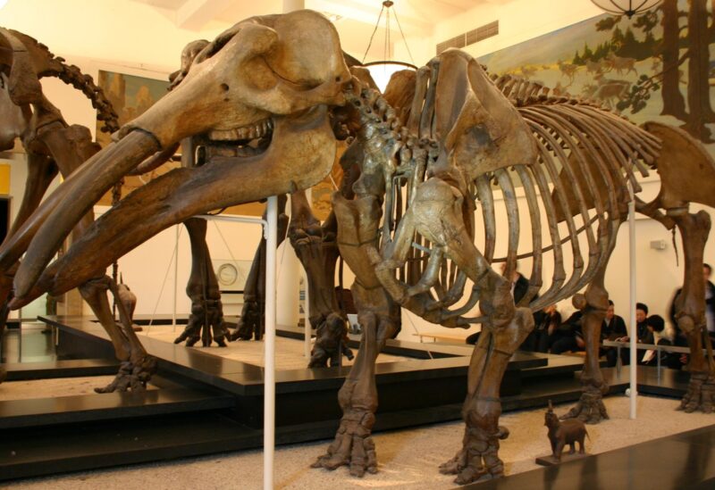 اكتشاف بقايا فيل منقرض عمره 12 ألف عام في تشيلي
