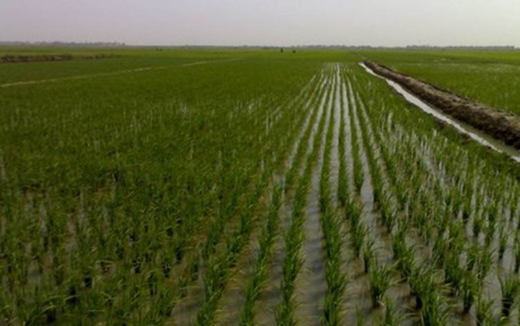 الموارد المائية: الأمطار أمنت الرّية الأولى للموسم الزراعي الشتوي