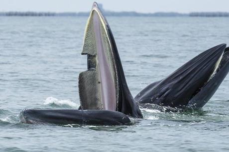 ظهور نوع نادر من الحيتان في مياه أبوظبي